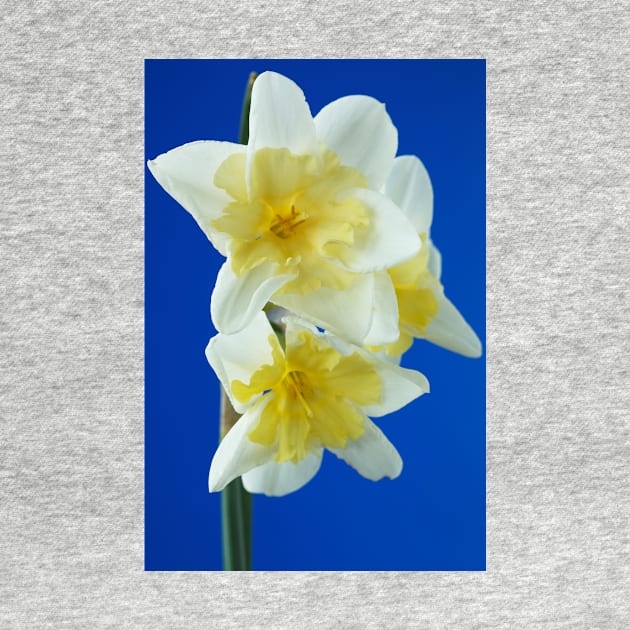 Narcissus  &#39;Prom Dance&#39;  Daffodil by chrisburrows